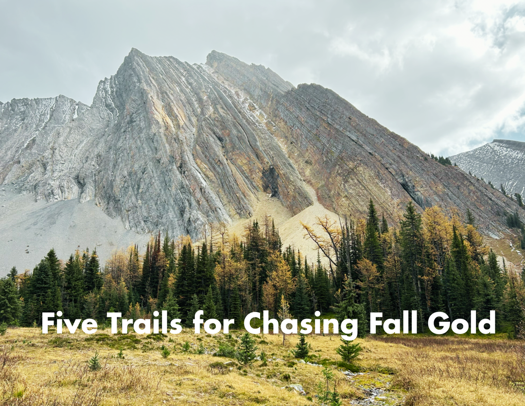 Chasing Gold: Five Trails for an Unplugged Fall Adventure